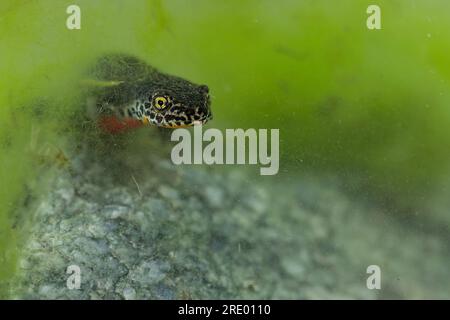 Alpenmolch in den Tiefen des Teichs (Ichthyosaura alpestris) Stockfoto