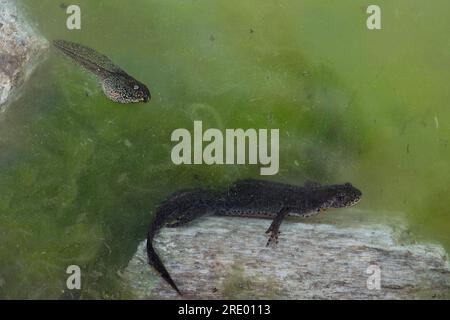 Unterwasser, Alpenmolch, männlich auf dem Felsen mit Kaulquappe (Ichthyosaura alpestris) Stockfoto