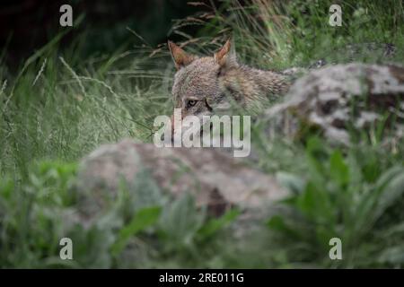 Wilde Alpen, der italienische Wolf (Canis lupus italicus) Stockfoto