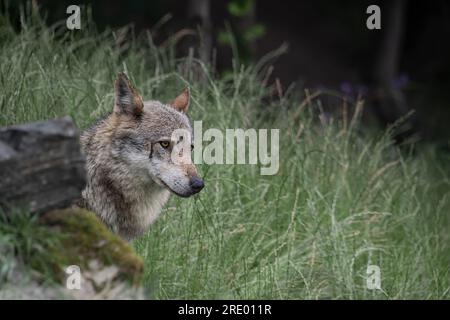 Italienischer Wolf im Wald (Canis lupus italicus) Stockfoto