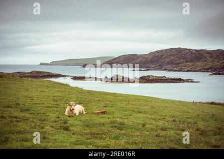 Mountain Yak mit Kälberbabys schläft auf dem Wasser im Gras in schottland Stockfoto