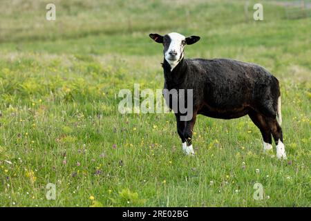 Zwartbles Schafe mit geschorenem Fleece, auf der bunten Maschine im Sommer mit einem Kleeblatt im Mund. Vor der Kamera. Sanday, Insel Canna, Schotte Stockfoto