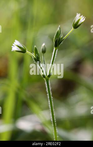 Mäuse-Ohr-Hühnchen Stockfoto