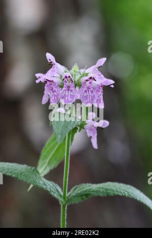 Marsh Hedgenettle Stockfoto