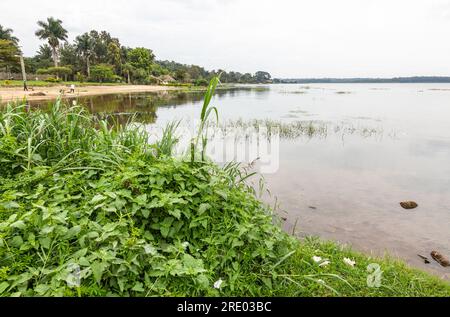 Sienna Beach, grenzt an Lake Victoria in Entebbe, Uganda. Stockfoto