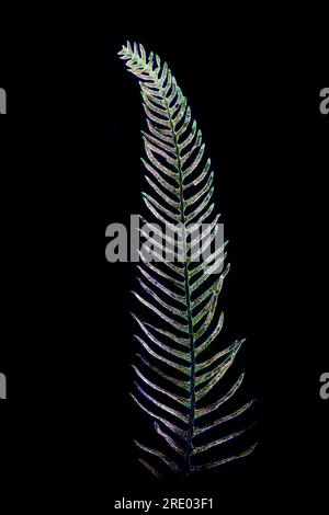 Hartfarn, Hirschfarn (Blechnum spicant, struthiopteris spicant), fruchtbare Frond vor schwarzem Hintergrund, Niederlande Stockfoto