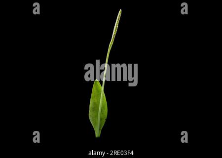 Adderzungenfarn, englische Adderzunge (Ophioglossum vulgatum), Frond vor schwarzem Hintergrund, Niederlande Stockfoto