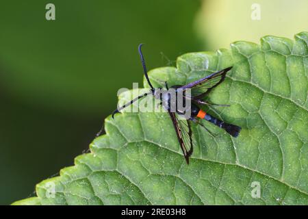 Rotgürtelmotte (Synanthedon myopaeformis), auf einem Blatt, Deutschland, Nordrhein-Westfalen Stockfoto