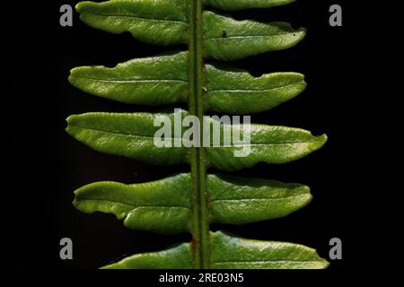 Hartfarn, Hirschfarn (Blechnum spicant, struthiopteris spicant), Flugblätter vor schwarzem Hintergrund, Niederlande Stockfoto