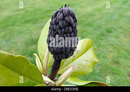 Südliche Magnolie, Bullenrochen, Evergreen Magnolia (Magnolia grandiflora), Obst, Frankreich Stockfoto