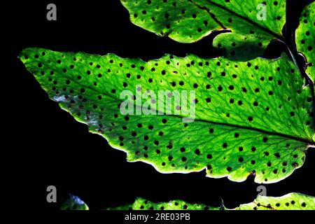Japanische Holly Farn (Cyrtomium falcatum, Polysticum falcatum), Unterseite der Blätter, Flugblätter mit Sporangia vor schwarzem Hintergrund, Niederlande Stockfoto