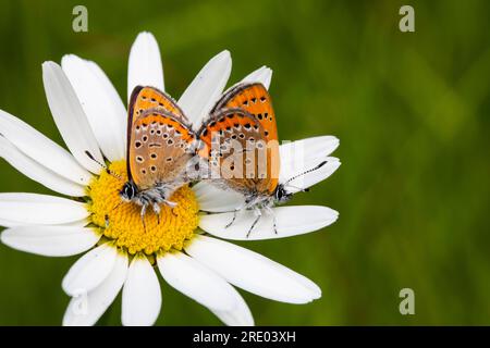 Violet Copper (Lycaena helle), Paarung auf einer weißen Blume, Seitenansicht, Deutschland, Nordrhein-Westfalen, Eifel-Nationalpark Stockfoto