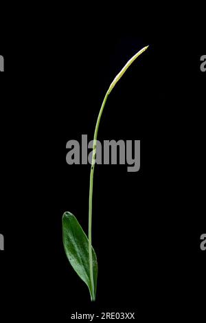 Adderzungenfarn, englische Adderzunge (Ophioglossum vulgatum), Frond vor schwarzem Hintergrund, Niederlande Stockfoto