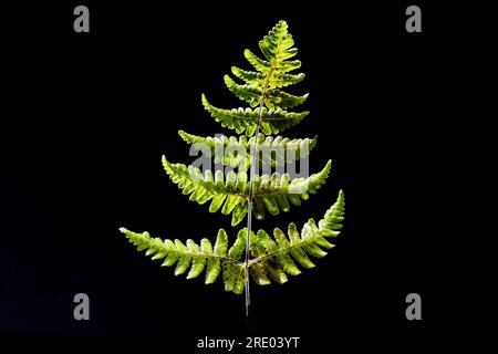 Kalkfarn, Dufteichen, Kalkeichen-Farn (Gymnocarpium robertianum), Blatt vor schwarzem Hintergrund, Niederlande Stockfoto