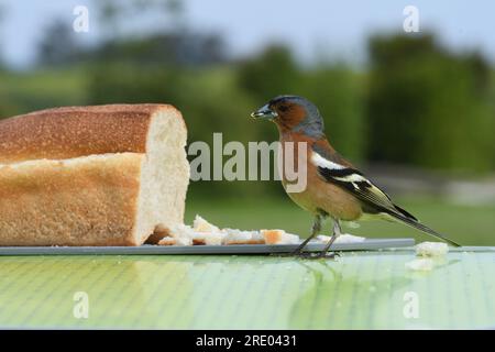 Chaffinch (Fringilla Coelebs), männlich isst von einem Baguette auf einem Campingtisch, Seitenansicht, Frankreich, Bretagne, Erquy Stockfoto