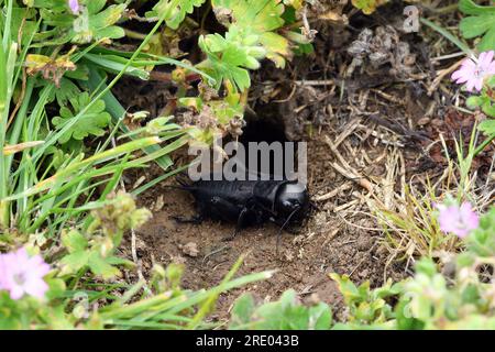 Feldkricket (Gryllus campestris), Nymphe am Eingang zu ihrer Höhle in einer Wiese, Seitenansicht, Frankreich, Bretagne, Erquy Stockfoto