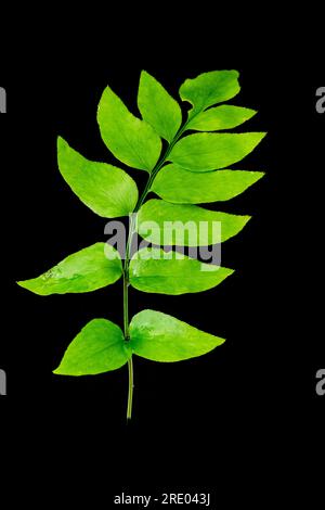 Asiatischer Netvein Hollyfern, asiatischer Netvein Holly Farn, Fortune's Holly Farn (Cyrtomium fortunei), obere Seite des Blattes vor schwarzem Hintergrund, Stockfoto