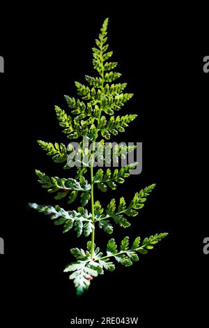 Schwarzer Milzkraut (Asplenium adiantum-nigrum), Blatt vor schwarzem Hintergrund, Niederlande Stockfoto