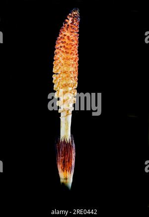 Großer Schachtelhalm, nördlicher Riesenschachtel (Equisetum telmateia, Equisetum telmateja, Equisetum Maximum), Zapfen vor schwarzem Hintergrund, Niederlande Stockfoto