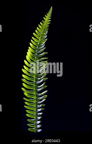 Hartfarn, Hirschfarn (Blechnum spicant, struthiopteris spicant), sterile Frond vor schwarzem Hintergrund, Niederlande Stockfoto