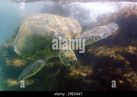Grüne Schildkröte, Felsenschildkröte, Fleischschildkröte (Chelonia mydas), in der Brandung Algen aus Lavafelsen essen, Vorderansicht, USA, Arizona, Maui, Kihei Stockfoto