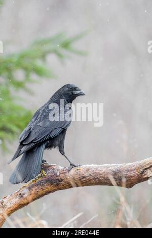 Aaskrähe (Corvus corone, Corvus corone corone), auf einem Ast sitzend, Deutschland, Bayern Stockfoto