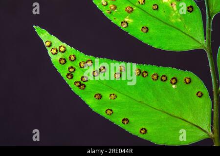 Asiatisches Netvein Hollyfern, asiatisches Netvein Holly Farn, Fortune's Holly Farn (Cyrtomium fortunei), Unterseite des Blattes, Flugblätter mit Sporangie gegen Stockfoto
