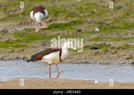 Radjah-Schutzente, Raja-Schutzente, Schwarze Schutzente, Burdekin-Ente (Radjah Radjah, Tadorna radjah), stehend im Flachwasser, Seitenansicht, Stockfoto