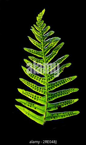 Mittelgroße Polypodie (Polypodium interjectum), Frond vor schwarzem Hintergrund, Unterseite mit Sori, Niederlande Stockfoto