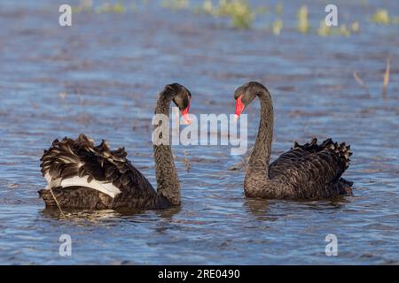 Schwarzer Schwan (Cygnus atratus), zwei schwarze Schwäne schwimmen, Australien, Südamerika, Greenfields Feuchtgebiete Stockfoto