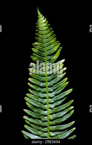 Hartfarn, Hirschfarn (Blechnum spicant, struthiopteris spicant), sterile Frond vor schwarzem Hintergrund, Niederlande Stockfoto