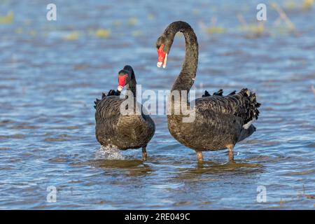 Schwarzer Schwan (Cygnus atratus), zwei schwarze Schwäne im Wasser, Australien, Südamerika, Greenfields Feuchtgebiete Stockfoto