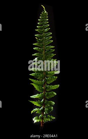 sumpffarn, östlicher Sumpffarn (Thelypteris palustris), Blatt vor schwarzem Hintergrund, Niederlande Stockfoto