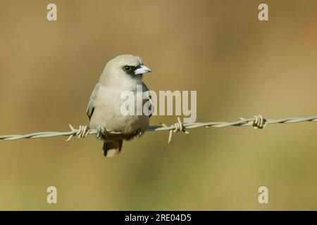 Schwarze Holzschwalbe (Artamus cinereus), auf Stacheldraht sitzend, Australien, Südaustralien Stockfoto