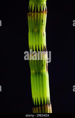 Schwalbenschwanz, Sumpfschwanz (Equisetum fluviatile), Sprout vor schwarzem Hintergrund, Niederlande Stockfoto