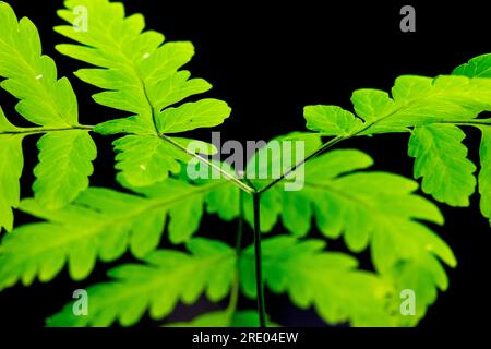 Eichenfarn (Gymnocarpium dryopteris), Flugblätter vor schwarzem Hintergrund, Niederlande Stockfoto