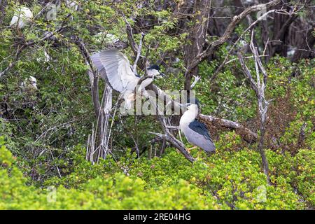 Schwarzkronen-Nachtreiher (Nycticorax nycticorax), zwei ausgewachsene Vögel auf einem toten Baum, Seitenansicht, USA, Hawaii, Maui, Kihei Stockfoto