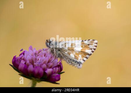 carline Skipper (Pyrgus carlinae), in Blüte, Seitenansicht, Schweiz, Wallis Stockfoto