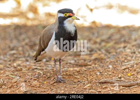 Taucher mit Bändern (Vanellus Tricolor), auf dem Boden, Australien, Northern Territory, Alice Springs Desert Park Stockfoto