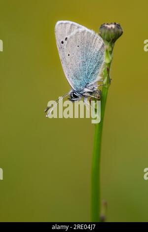 Grüne Unterseite blau (Glaucopsyche alexis), auf einem Stiel, Frankreich Stockfoto