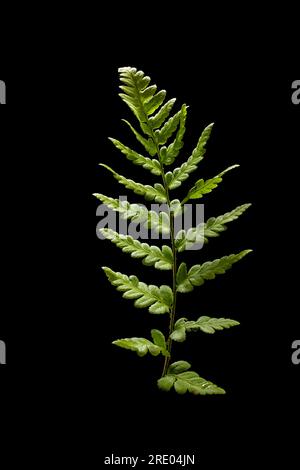 Haubenholzfarn, grauer Haubenschildfarn, schmaler Sumpffarn, Haubenschnallfarn (Dryopteris cristata), Blatt vor schwarzem Hintergrund, Stockfoto