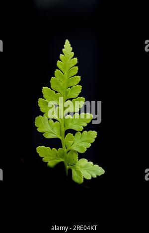 Schwarzer Milzkraut (Asplenium adiantum-nigrum), Jungblatt vor schwarzem Hintergrund, Niederlande Stockfoto