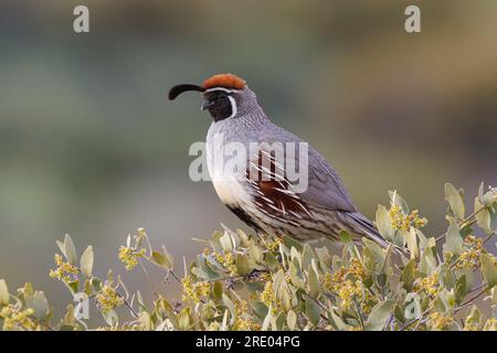 Kalifornische Wachtel (Callipepla californica, Lophortyx californica), männlich auf einem Sträucher stehend, Seitenansicht, USA, Arizona, Browns Ranch Trailhead, Stockfoto