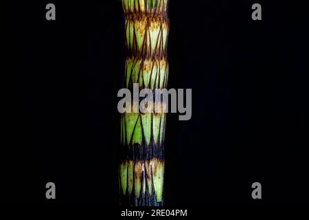 Schachtelhalm, nördlicher Riesenhecht (Equisetum telmateia, Equisetum telmateja, Equisetum Maximum), Sprossen vor schwarzem Hintergrund, Niederlande Stockfoto