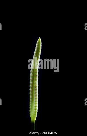 Adderzungenfarn, englische Adderzunge (Ophioglossum vulgatum), fruchtbarer Teil der Frond vor schwarzem Hintergrund, Niederlande Stockfoto