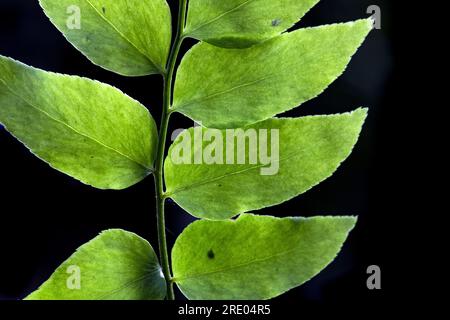 Asiatisches Netvein Hollyfern, asiatisches Netvein Holly Farn, Fortune's Holly Farn (Cyrtomium fortunei), obere Seite des Blattes, Faltblätter vor schwarzem Hintergrund, Stockfoto
