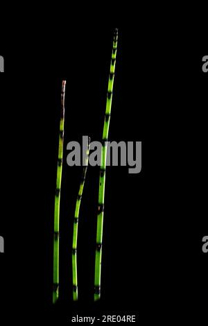 Schachtelschwanz, Sumpfschwanz (Equisetum fluviatile), Sprossen vor schwarzem Hintergrund, Niederlande Stockfoto