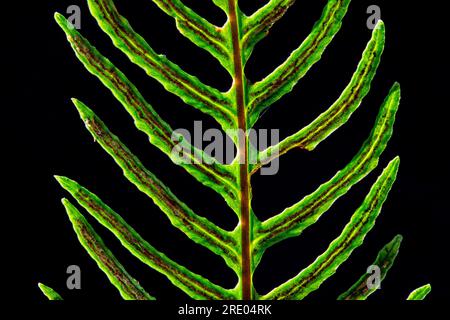 Hartfarn, Hirschfarn (Blechnum spicant, struthiopteris spicant), fruchtbare Frond, Detail mit Sporangia vor schwarzem Hintergrund, Niederlande Stockfoto