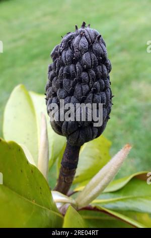 Südliche Magnolie, Bullenrochen, Evergreen Magnolia (Magnolia grandiflora), Obst, Frankreich Stockfoto