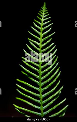 Hartfarn, Hirschfarn (Blechnum spicant, struthiopteris spicant), fruchtbare Frond vor schwarzem Hintergrund, Niederlande Stockfoto